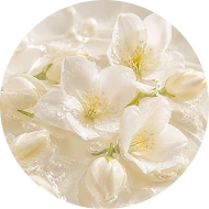 jasmine